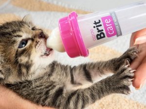 Brit Care Kitten Milk Bottle